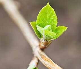 Tree Anatomy: Twigs & Buds