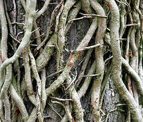 Tree Roots — Tree Services in Jacksonville, IL