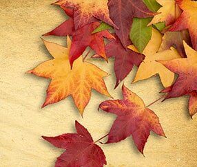 Leaves — Stones and Bricks in Jacksonville, IL