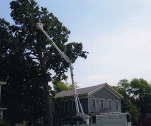 Tree Removal — Bricks in Jacksonville, IL