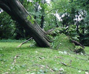 Stump Removal — Bricks in Jacksonville, IL