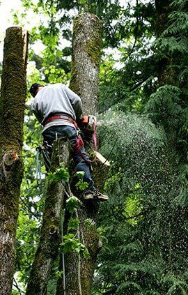 Man Cutting Tree — Landscaping in Jacksonville, IL
