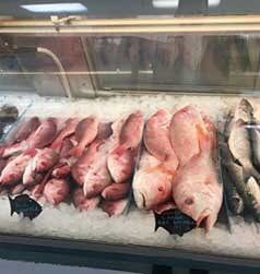 Fresh fish for sale - Lakeland, FL
