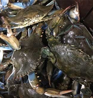 Fresh crabs for sale - Lakeland, FL
