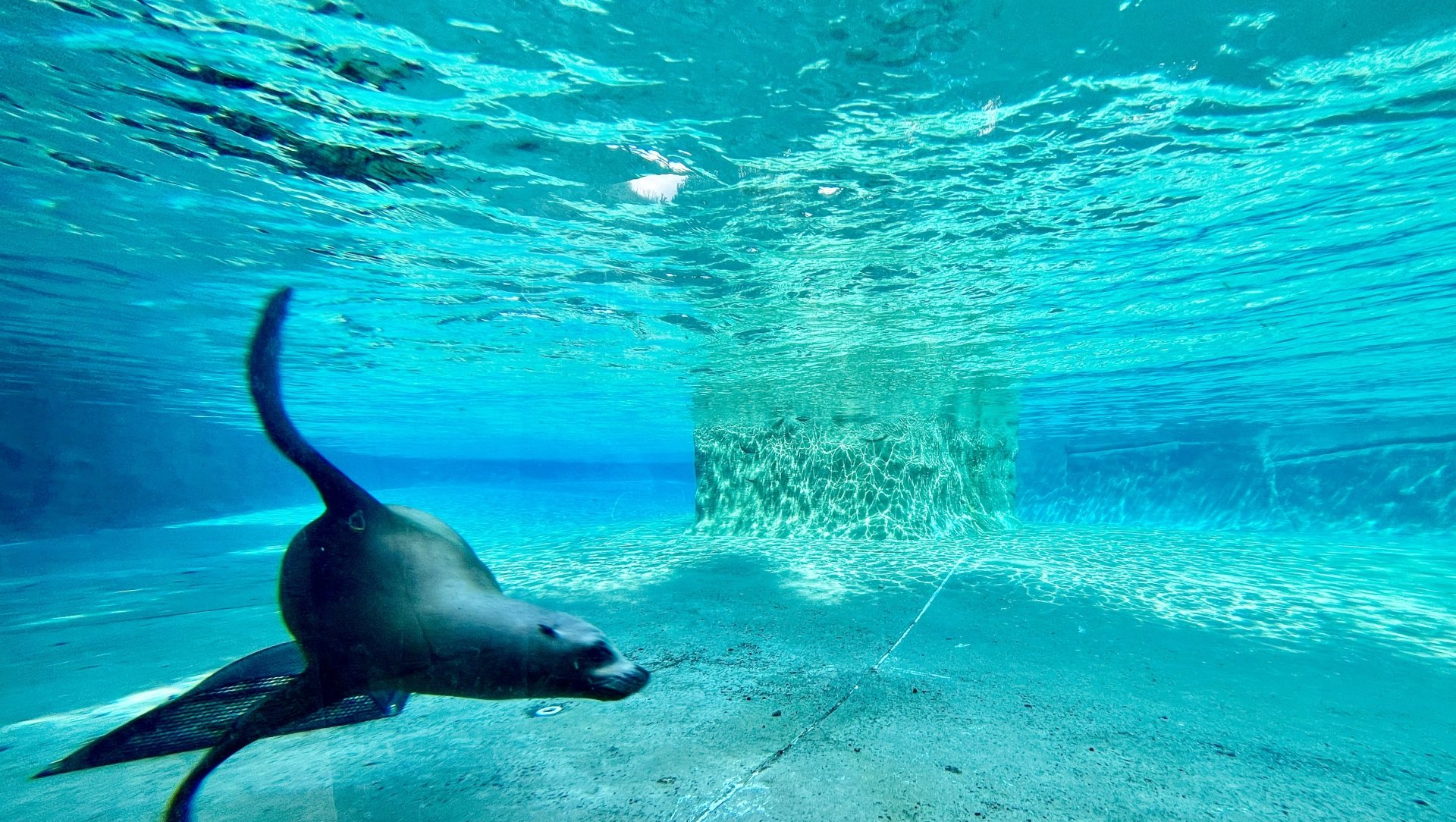 A seal is swimming underwater in a pool.