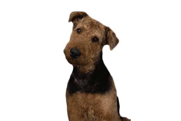 Airedale Terrier with brown and black fur, head tilted, curious expression.