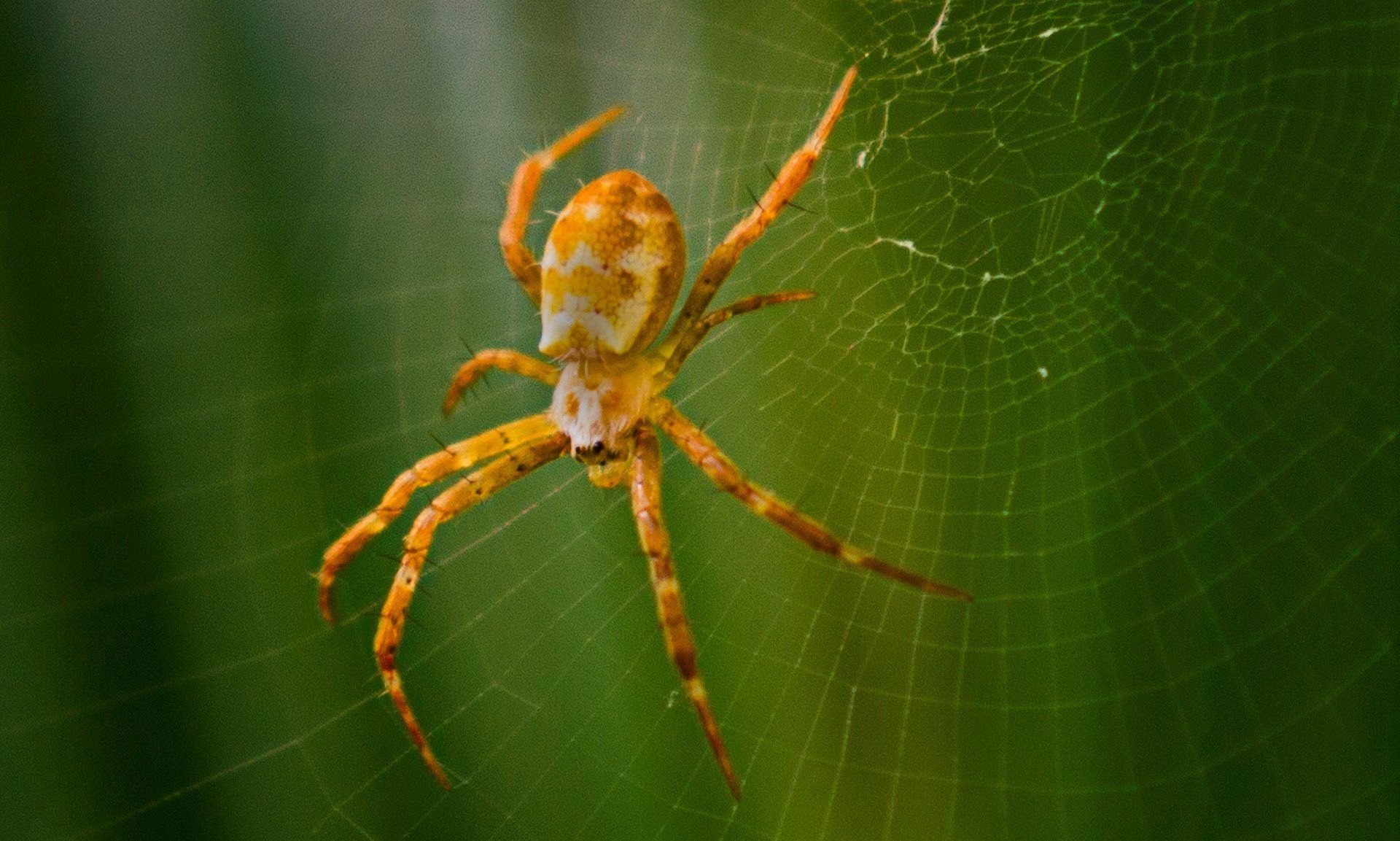 A close up of a spider on a web.