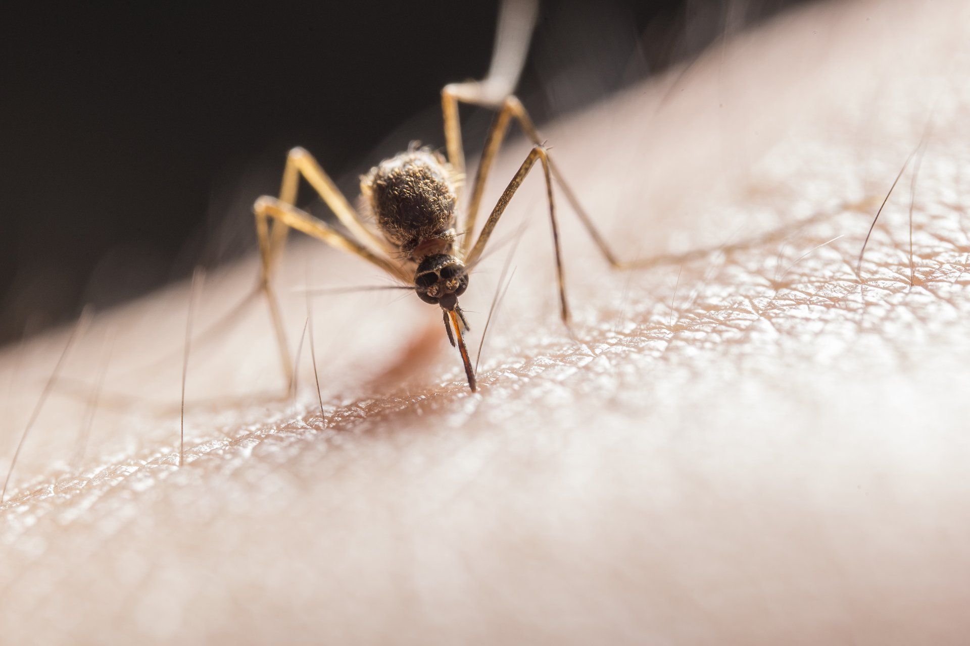 A close up of a mosquito biting a person 's arm.