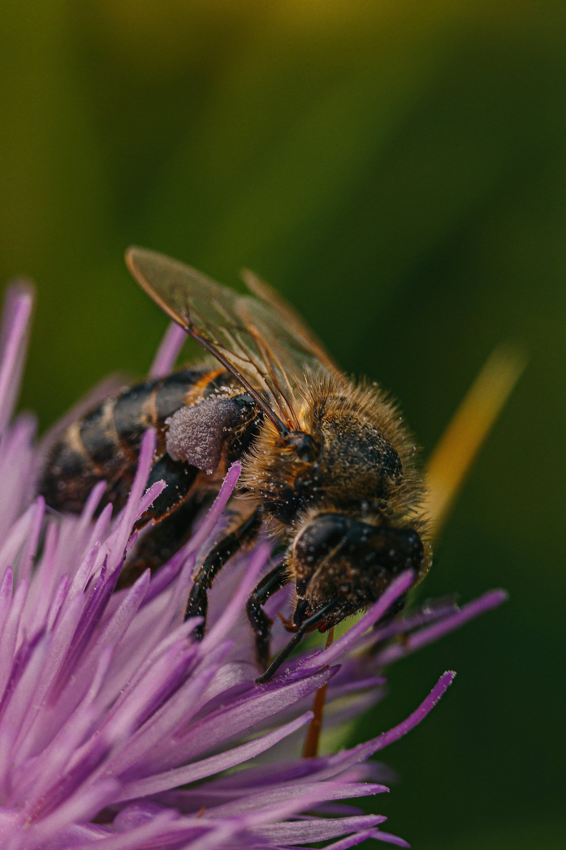 A close up of a bee on a purple flower.