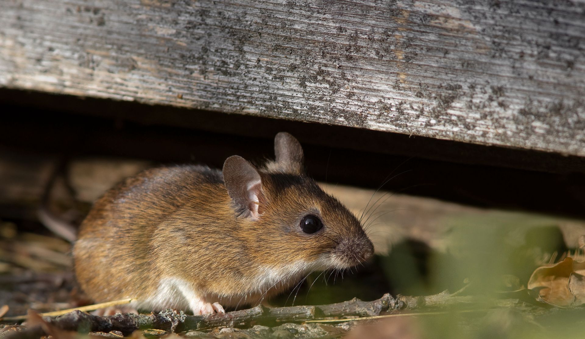 A mouse is sitting under a wooden beam.