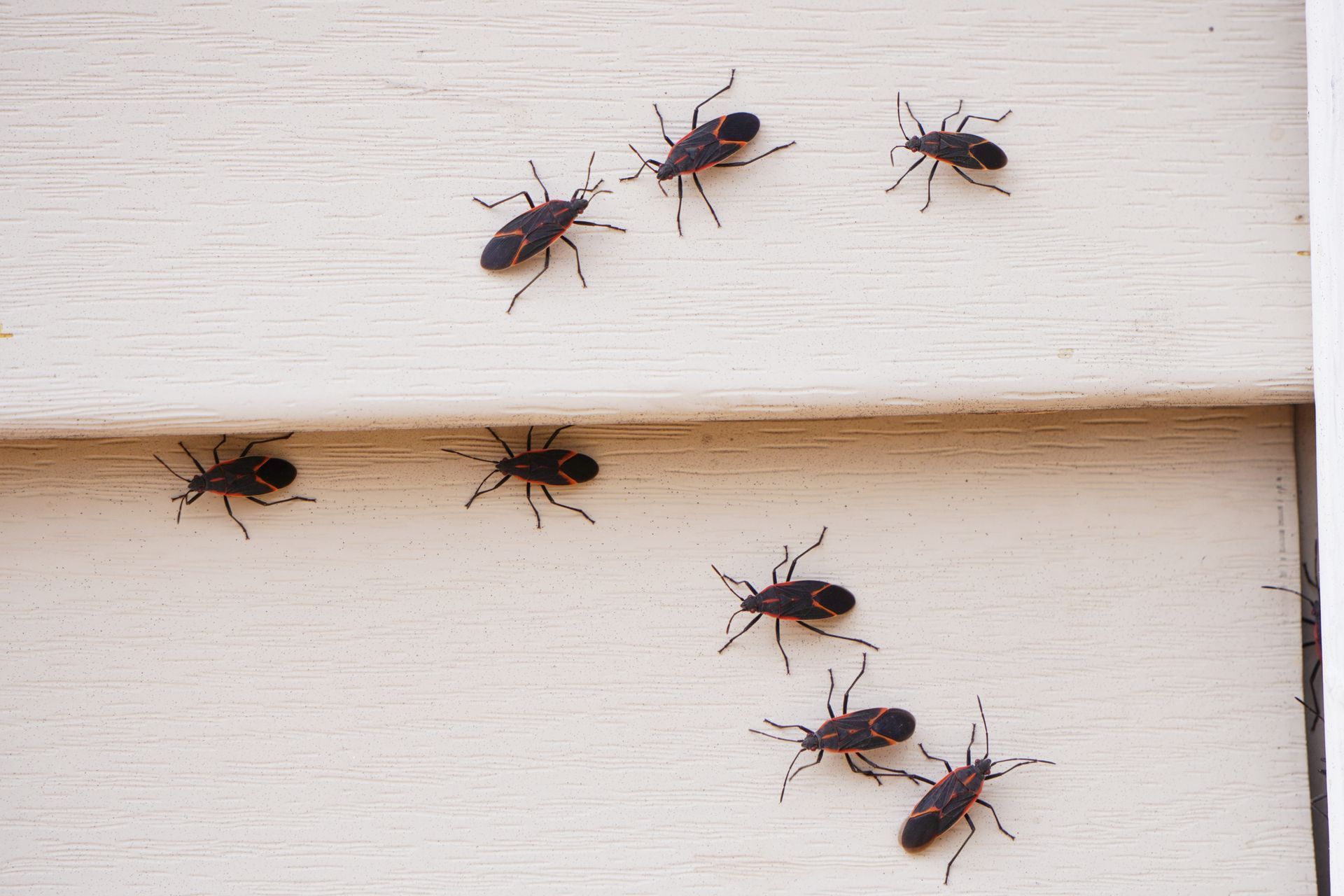 A group of bugs are crawling on a white wall.