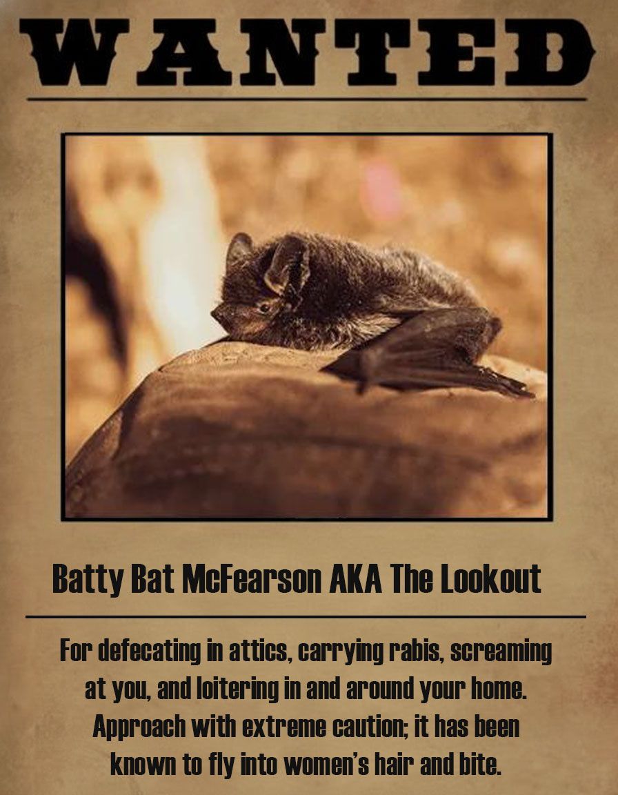 Wanted poster with a bat on a rock; text warns of rabid bat that defecates, bites, and screams.