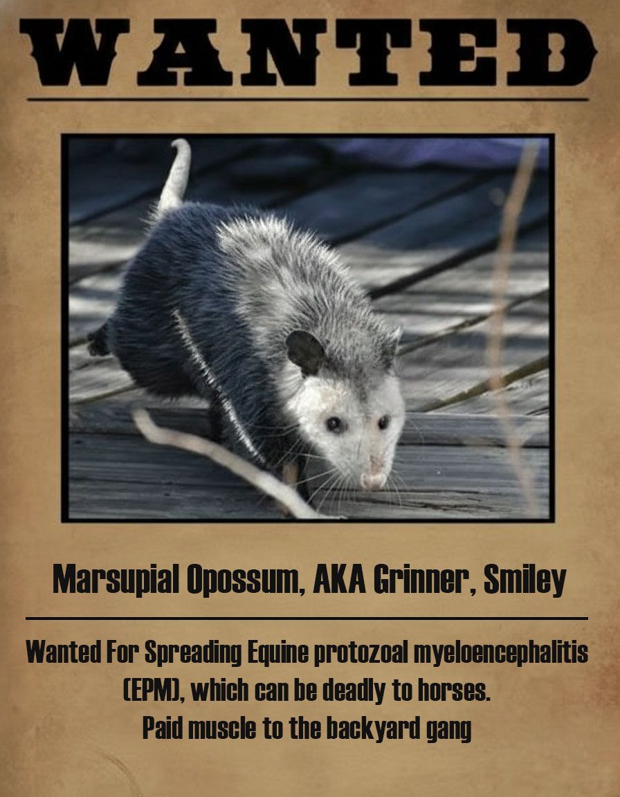 Wanted poster with a photo of an opossum, wanted for spreading EPM to horses.