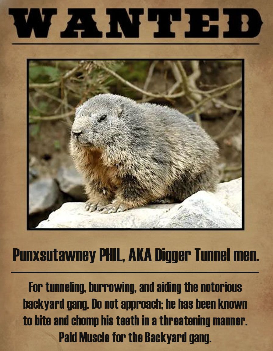 Wanted poster: Punxsutawney Phil, a groundhog, with text about tunneling and biting.