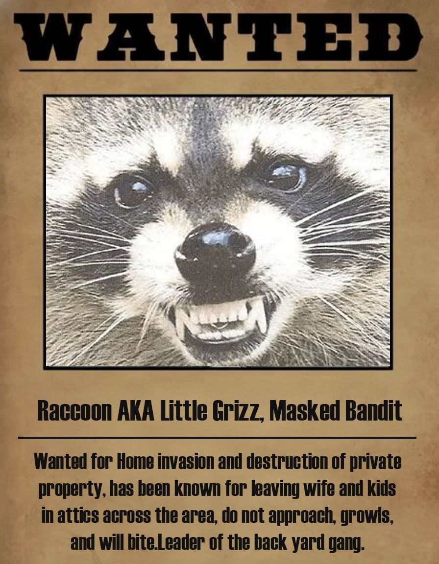 Wanted poster: Raccoon with snarling teeth. Wanted for home invasion, destruction of property; known to abandon family.