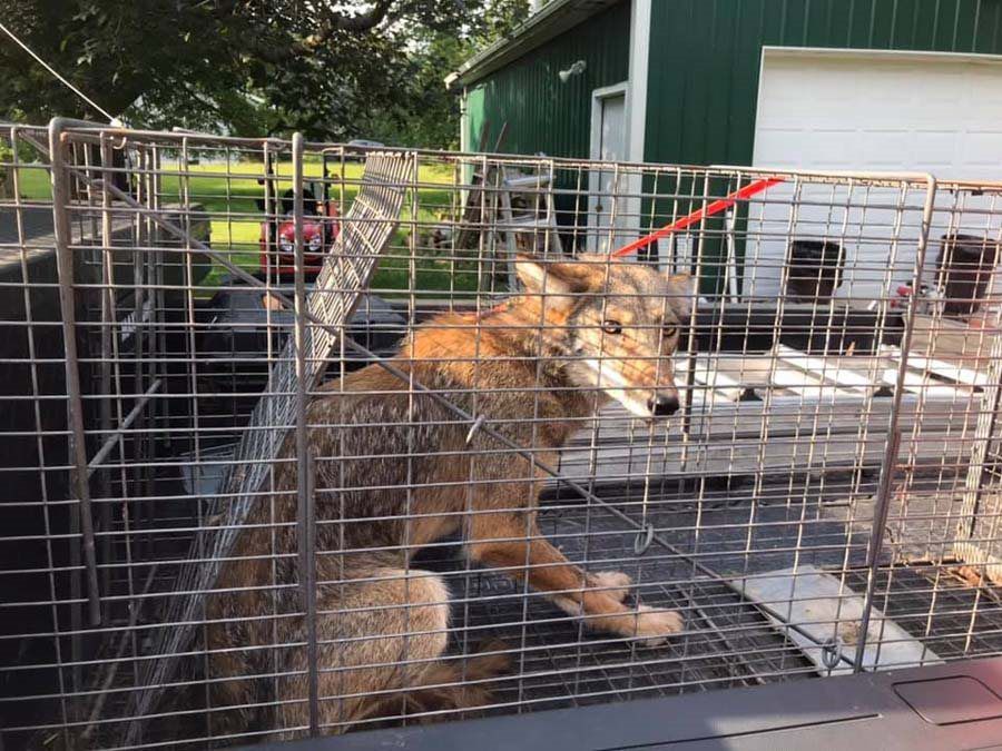 Coyote in a metal cage in the bed of a truck. 
