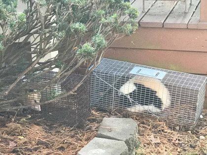 Skunk in a cage trap near a bush and wooden deck.