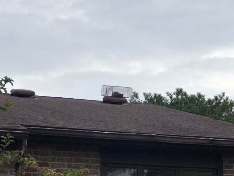 Brown roof with a wire cage containing a small animal on top. Overcast sky.