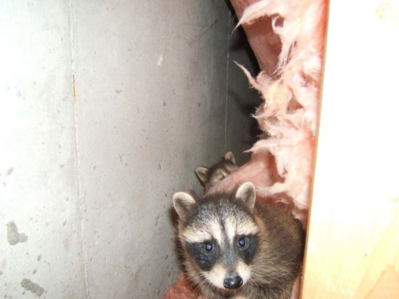 Two raccoons peering out from insulation within a wall.
