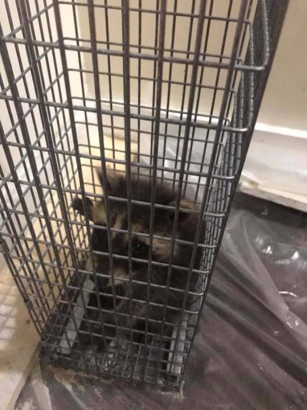 Cat in a wire cage, looking out.