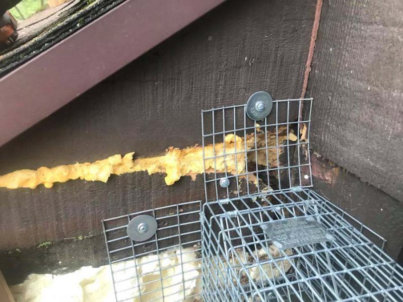 A squirrel trap affixed to a roof, with yellow foam insulation and chewed wood visible.