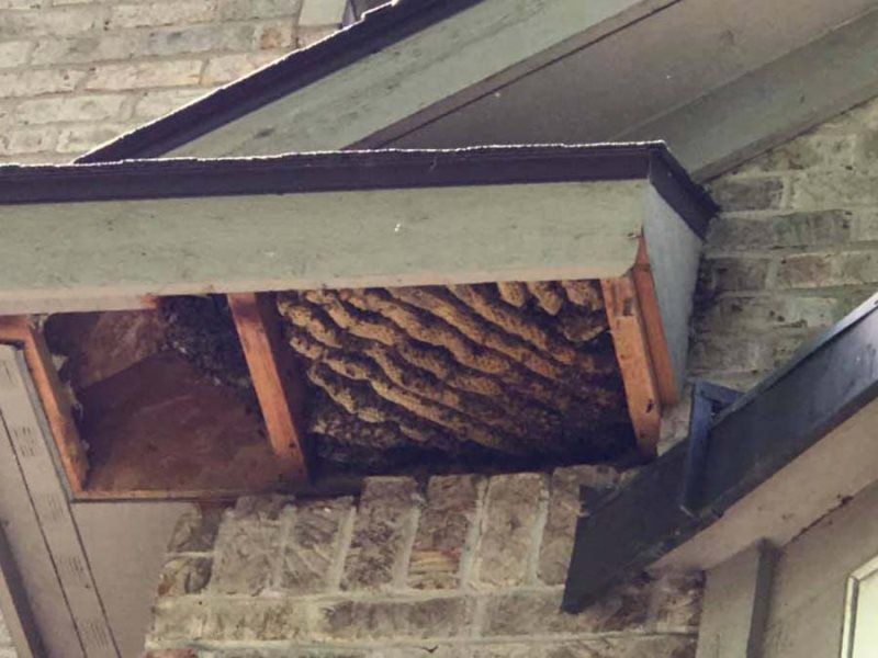 Wasp nest built inside a home's eaves, with visible honeycomb structures.