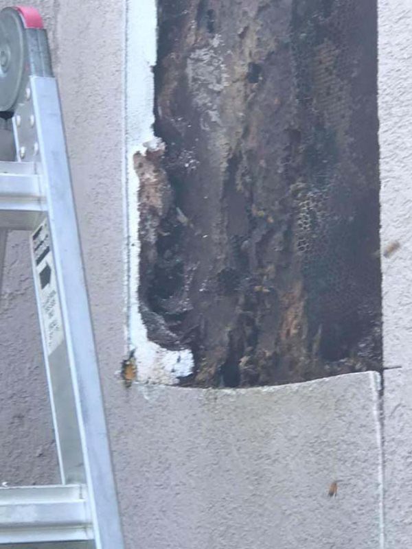Ladder next to wall with large section of damaged, exposed wood. 