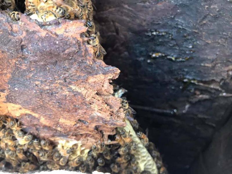 Bees clustered on and around a fragment of a dark, weathered structure.