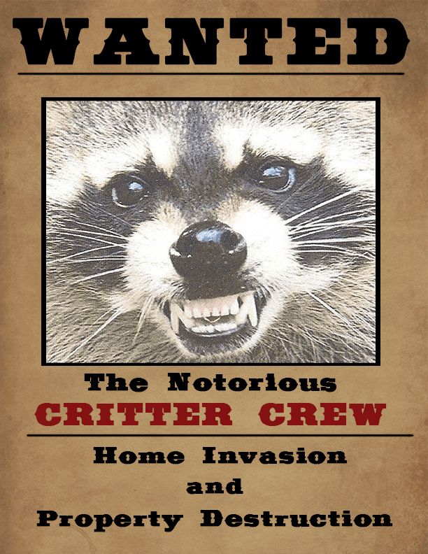 Wanted poster: angry raccoon.