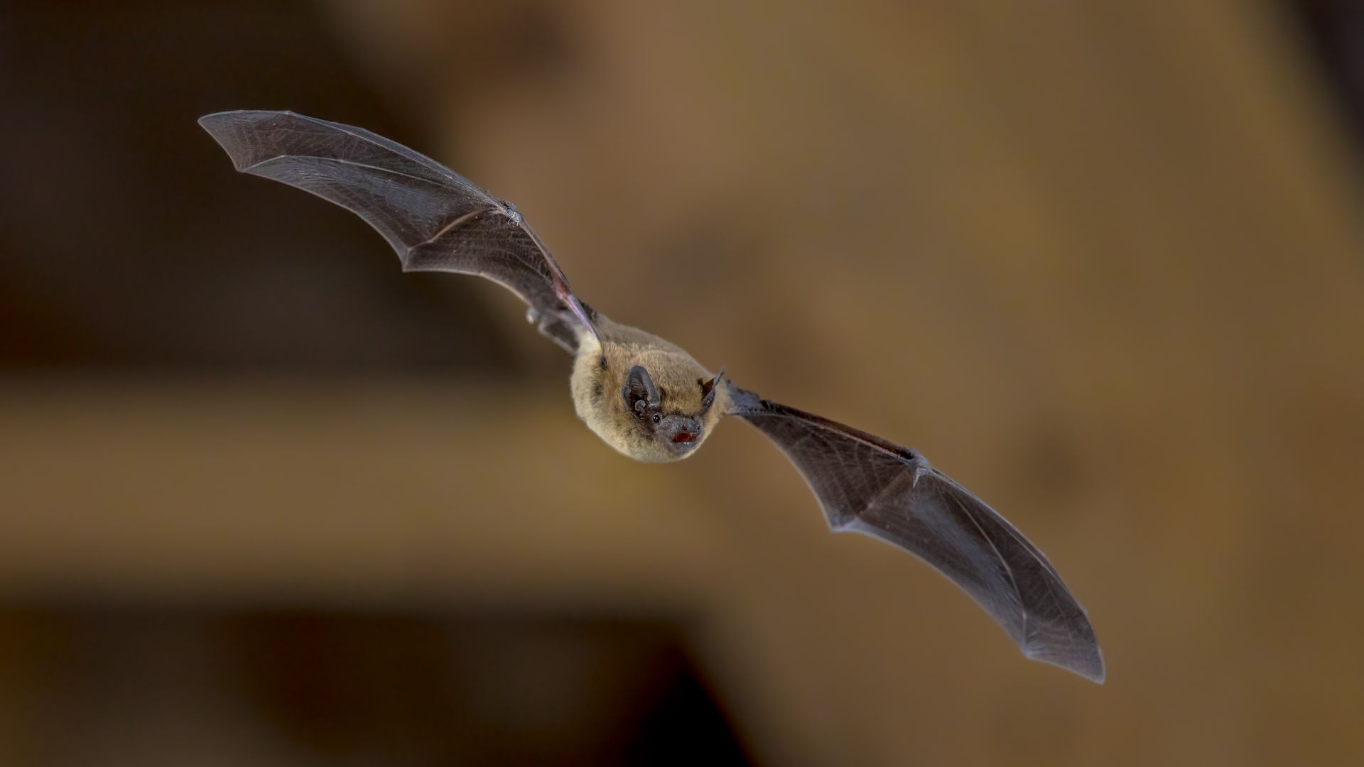 Bat in mid-flight.