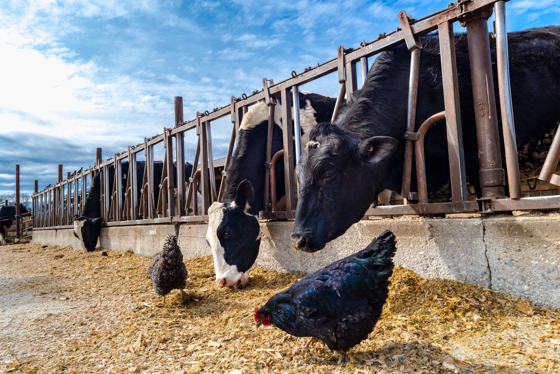 Cows eat from a feeding trough with chickens foraging on the ground; brown feed, blue sky.