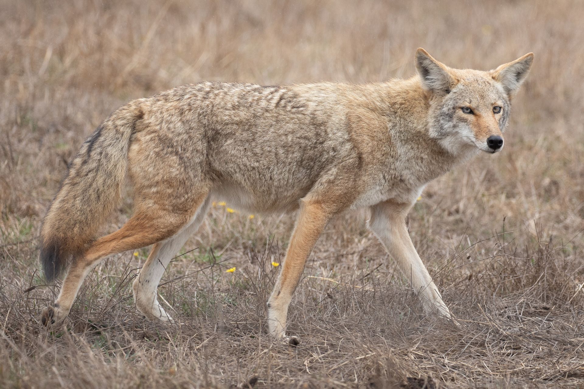 Coyote walking through a grassy field.
