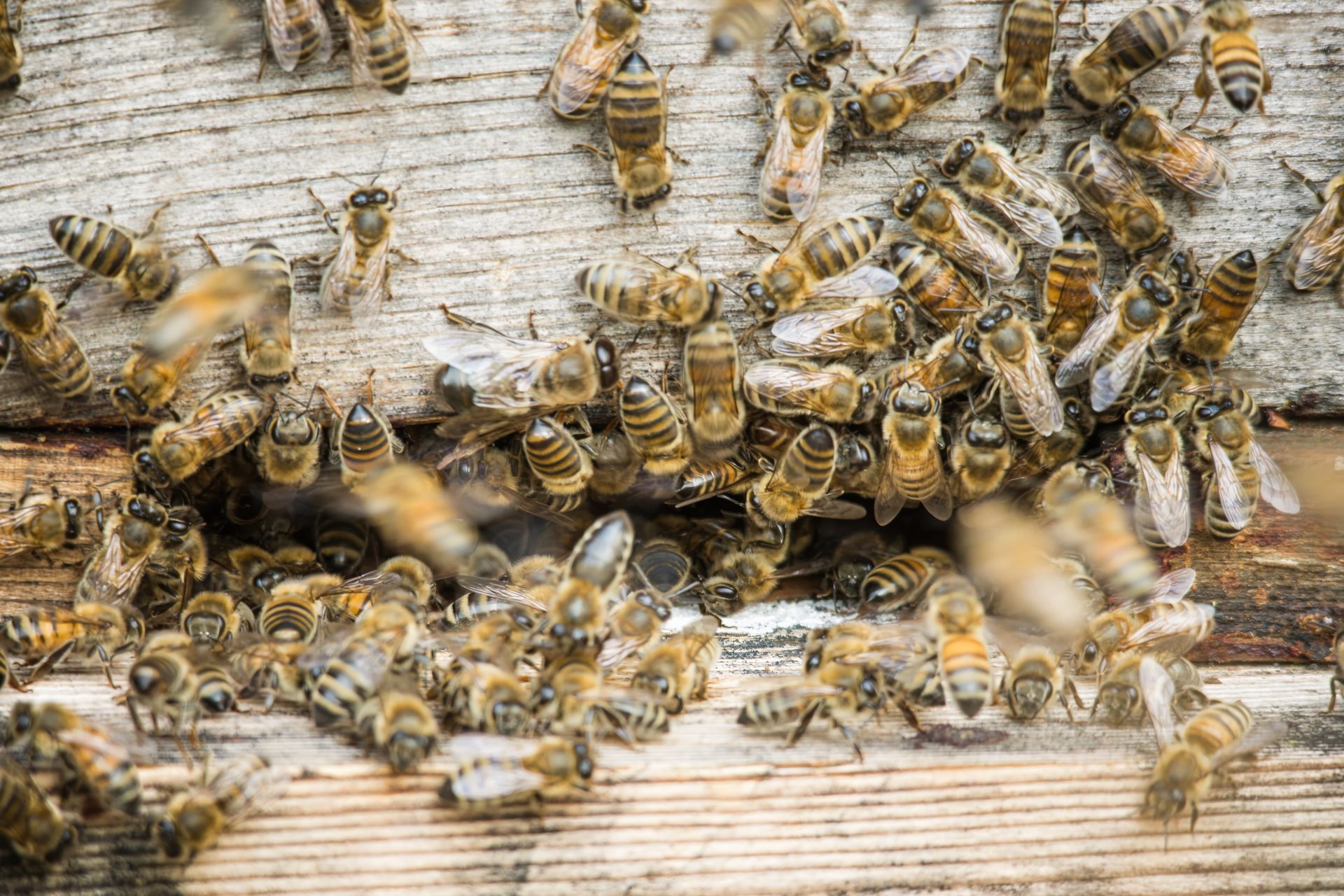 Bees swarming at the entrance of a wooden beehive, many entering and exiting.