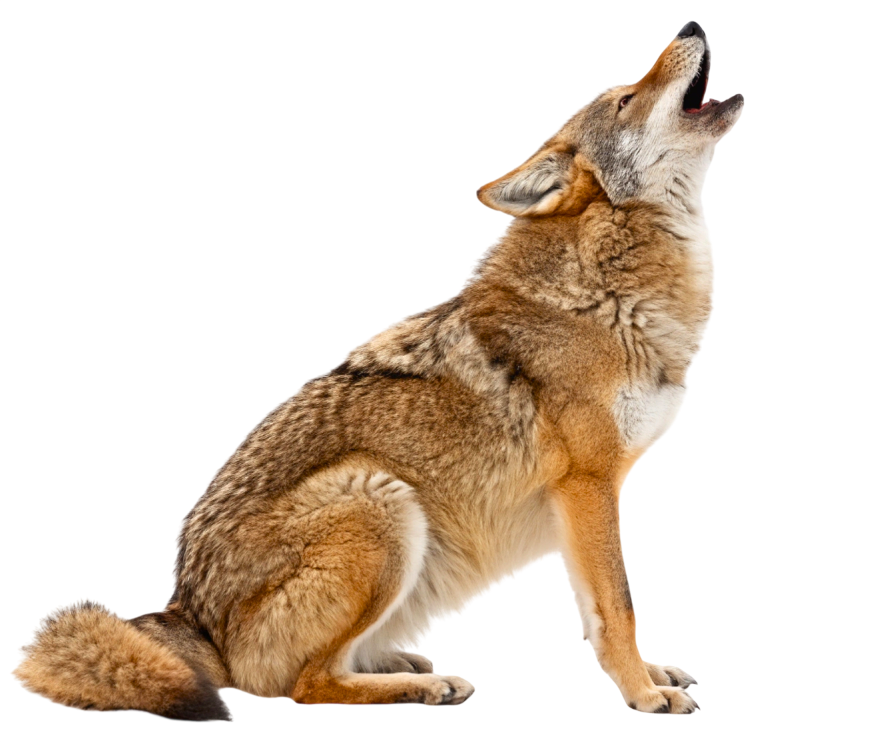 Coyote, sitting, howling.