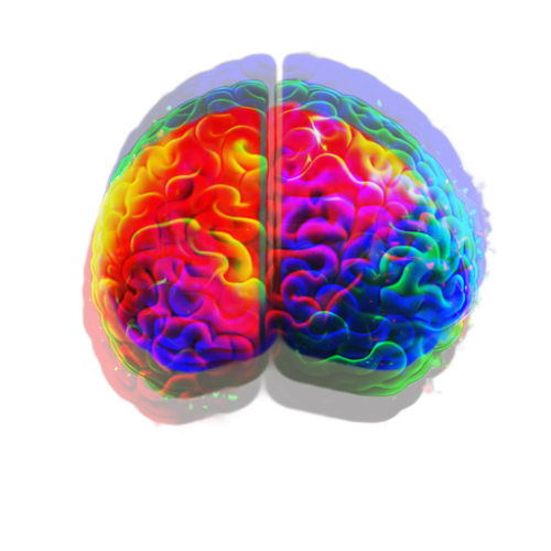 Colored illustration of a brain, with red, yellow, and blue hues highlighting different areas.