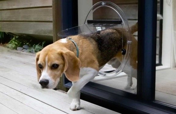 A beagle dog is walking through a dog door.