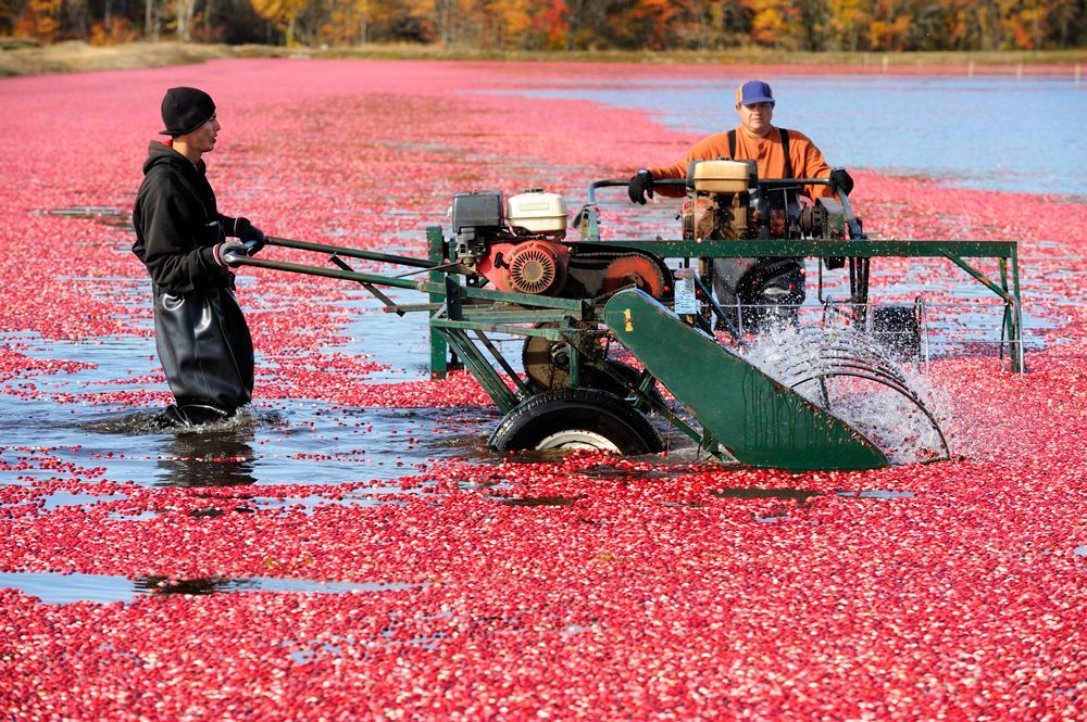 Cranberry Harvesting Using Machine — Wisconsin Rapids, WI — BDT INC