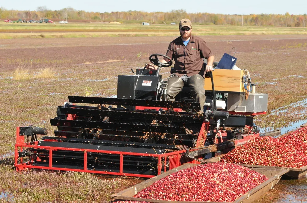Man Harvesting Cranberries Using Machine — Wisconsin Rapids, WI — BDT INC