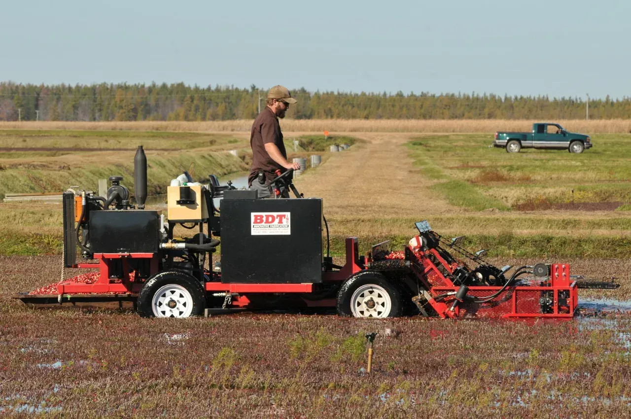Harvesting Cranberries — Wisconsin Rapids, WI — BDT INC