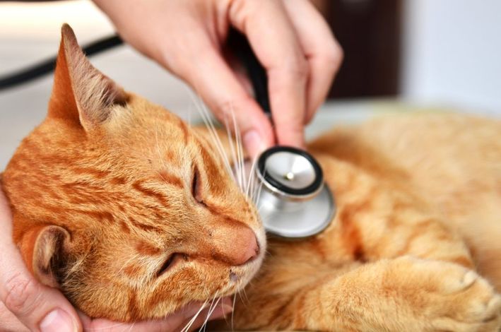 Un veterinario con un fonendoscopio ausculta il battito cardiaco di un gatto