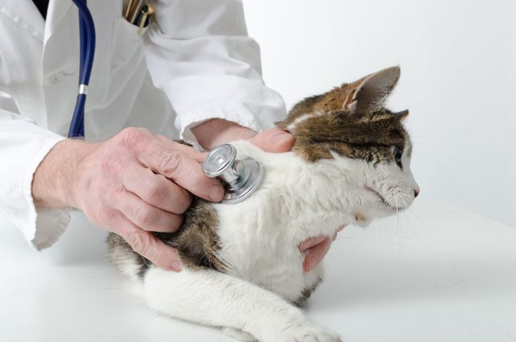 Un veterinario con un fonendoscopio ausculta i polmoni di un gatto
