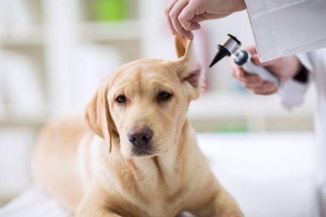 Un veterinario esamina l'orecchio di un cane con un otoscopio