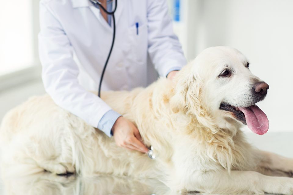 Un veterinario che visita un Golden Retriever