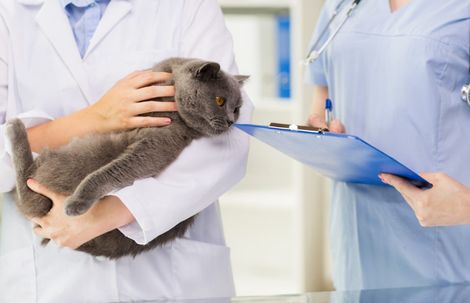 Un veterinario che tiene in braccio un gatto