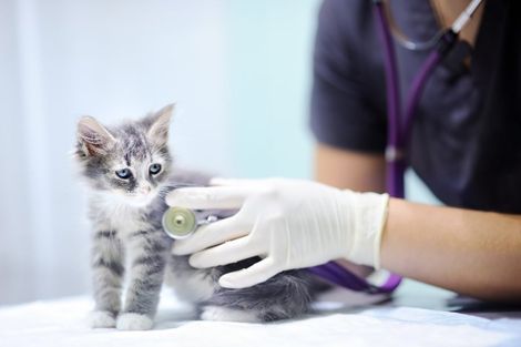 Un veterinario che visita un cucciolo di gatto