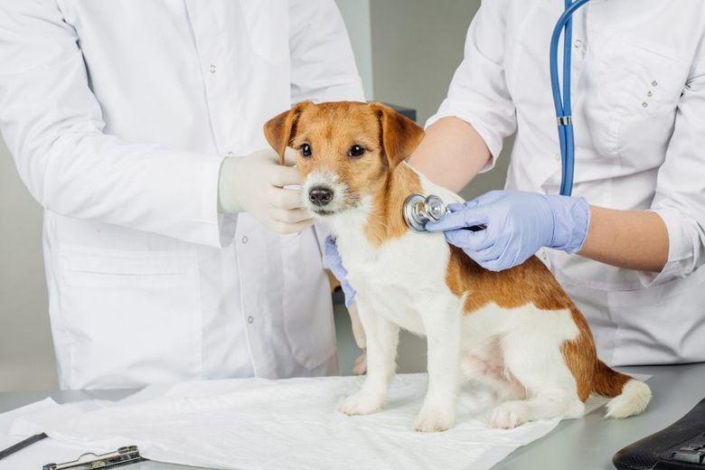 Un veterinario con fonendoscopio ausculta i polmoni di un cane