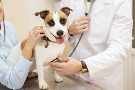 Un veterinario che ausculta il torace di un cane di piccola taglia