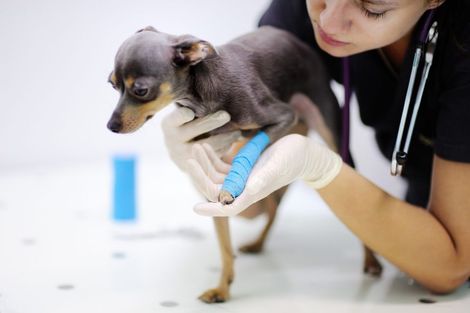 Un veterinario che fascia la zampa di un cane