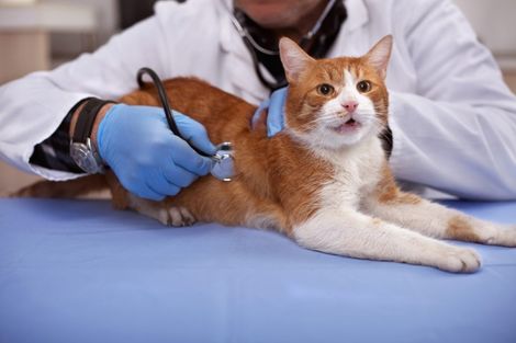 Un veterinario che visita l'addome di un gatto