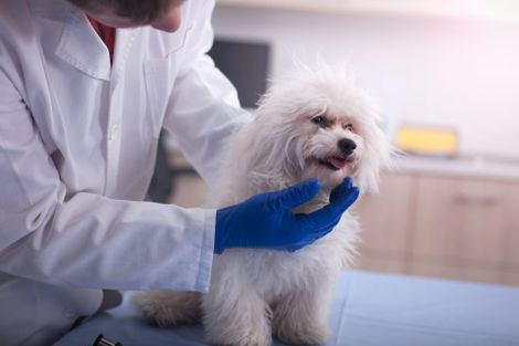 Un veterinario che visita un cane